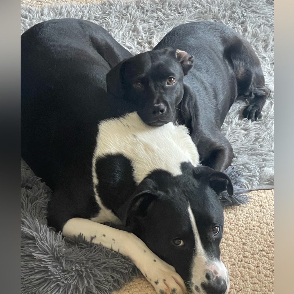 Meet your Posher, Ahmed